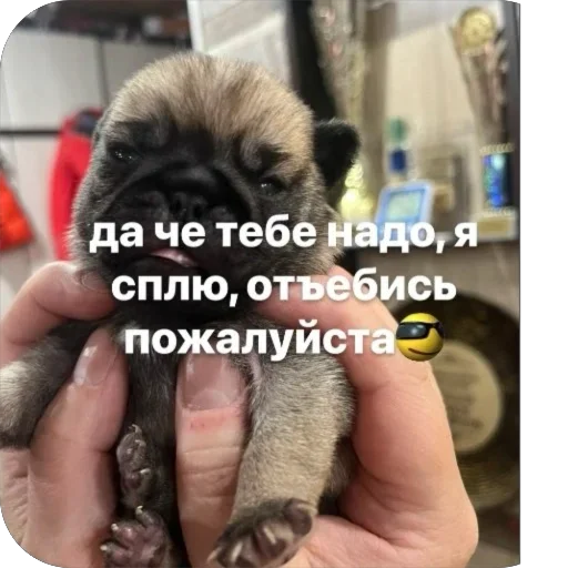 Эмодзи Бобры Добры