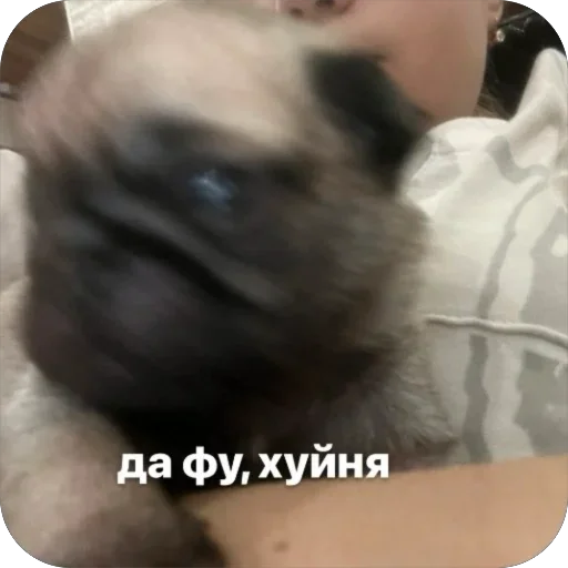 Эмодзи Бобры Добры