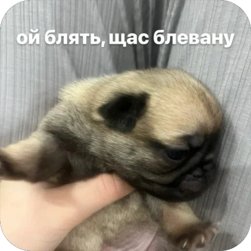 Эмодзи Бобры Добры