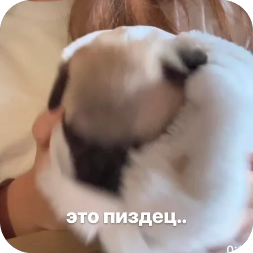 Эмодзи Бобры Добры