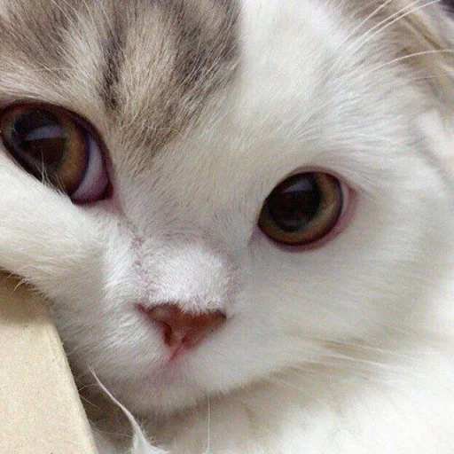 Эмодзи BOH, SONO IO