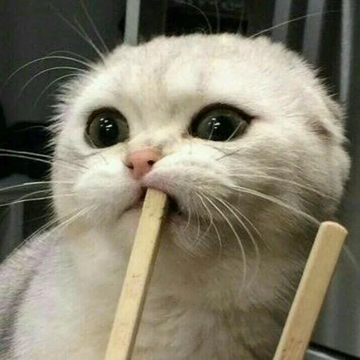 Эмодзи BOH, SONO IO