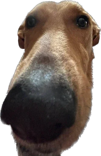Эмодзи Жветны Боня