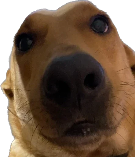 Эмодзи Жветны Боня