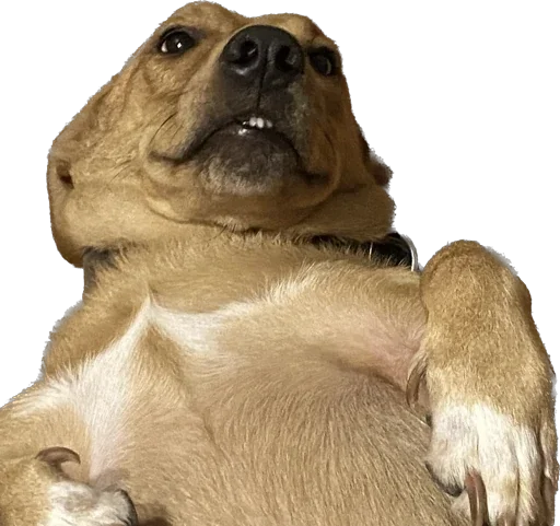 Эмодзи Жветны Боня