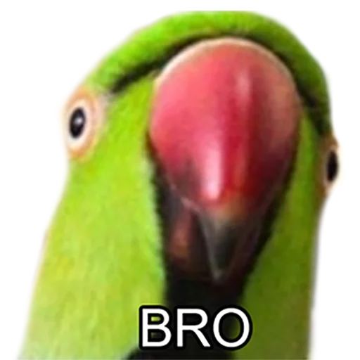 Эмодзи Bro Parrot