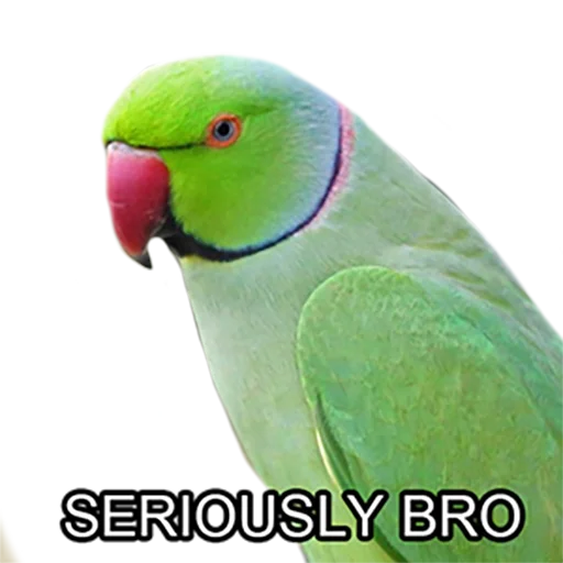 Эмодзи Bro Parrot
