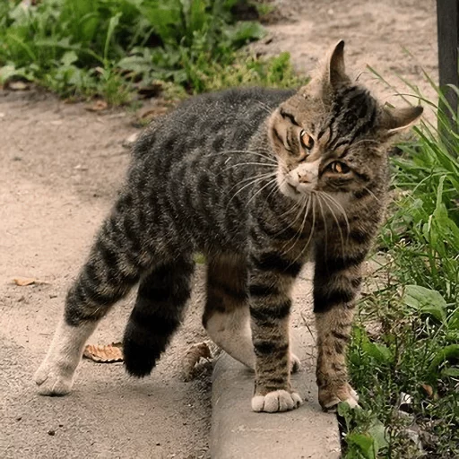 Эмодзи Broken Cats