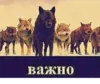 Эмодзи Be a wolf