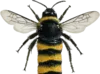 🐝
