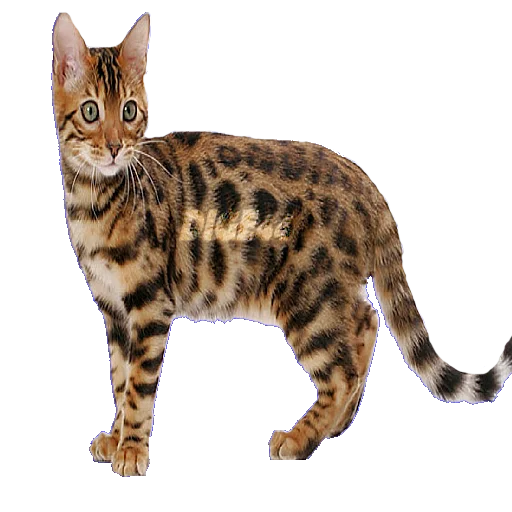 Эмодзи CATSGATTIGATOS