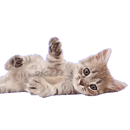 Эмодзи CATSGATTIGATOS