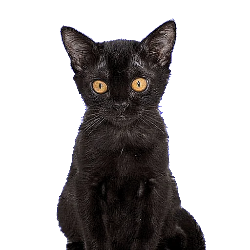 Эмодзи CATSGATTIGATOS