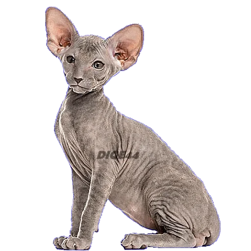 Эмодзи CATSGATTIGATOS