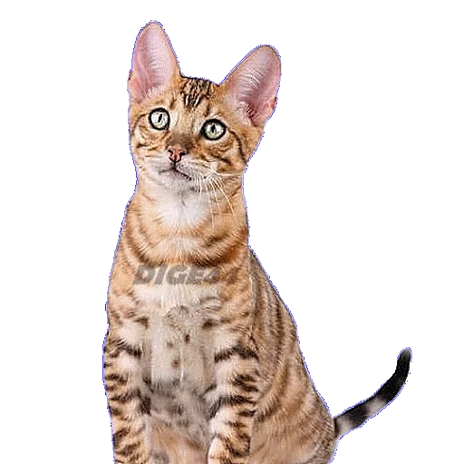 Эмодзи CATSGATTIGATOS