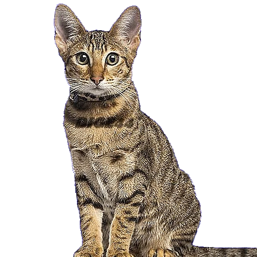 Эмодзи CATSGATTIGATOS