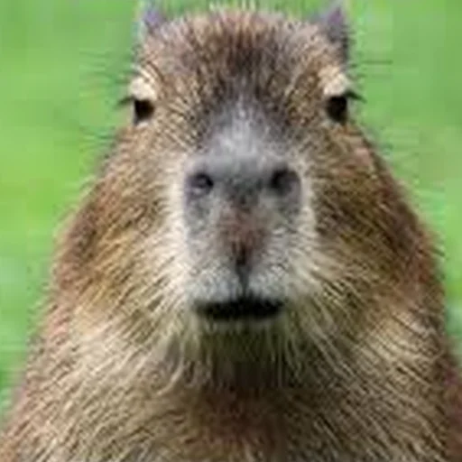 Эмодзи Capybara Are My Life