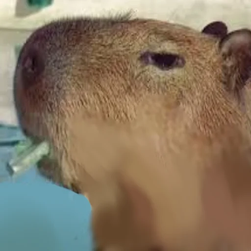 Эмодзи Capybara Are My Life