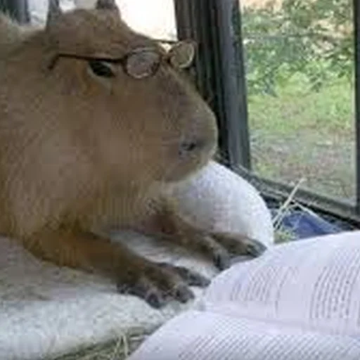 Эмодзи Capybara Are My Life
