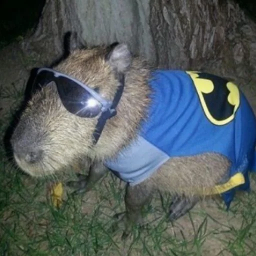 Эмодзи CapybaRa
