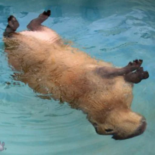 Эмодзи CapybaRa