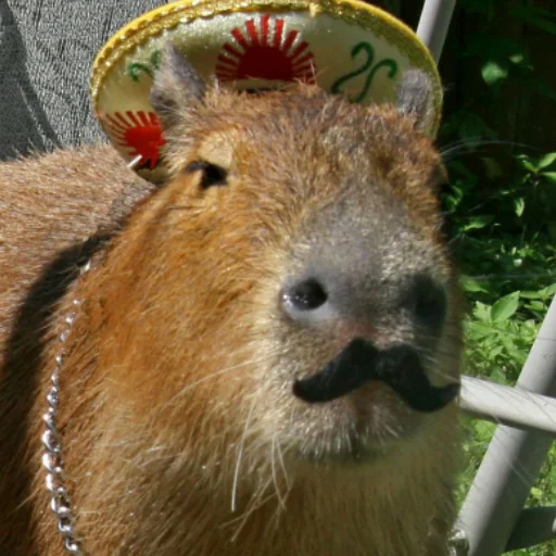 Эмодзи CapybaRa