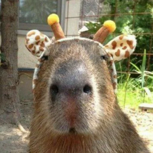 Эмодзи CapybaRa