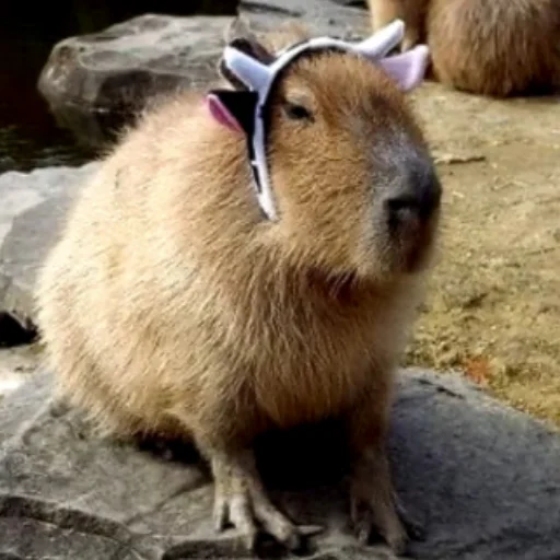 Эмодзи CapybaRa