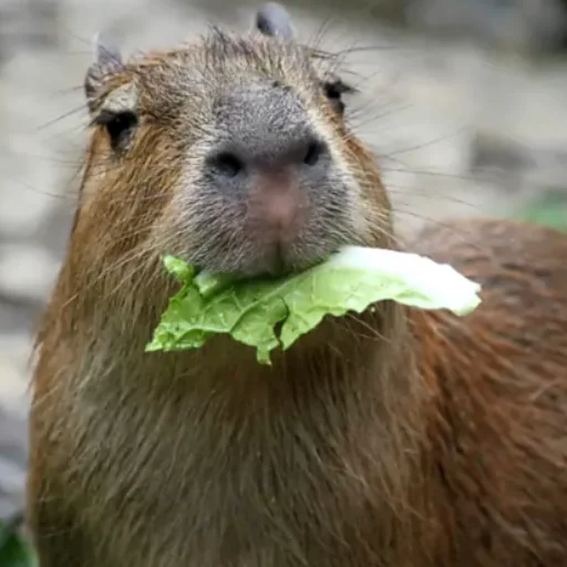 Эмодзи CapybaRa