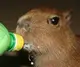 Эмодзи Capybara