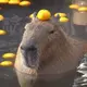 Эмодзи Capybara