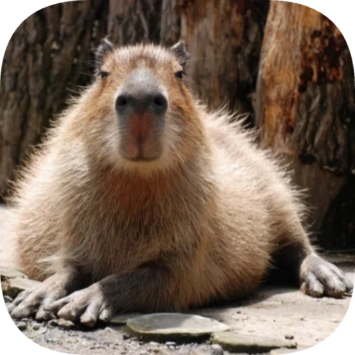 Эмодзи Капибарность