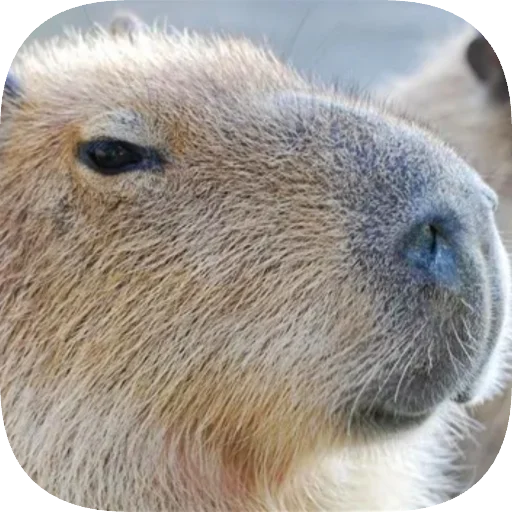 Эмодзи Капибарность