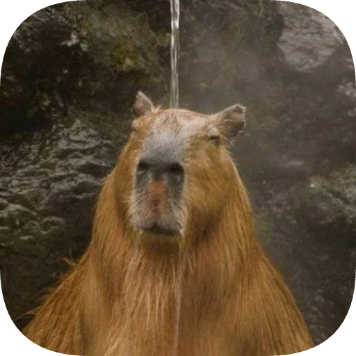 Эмодзи Капибарность