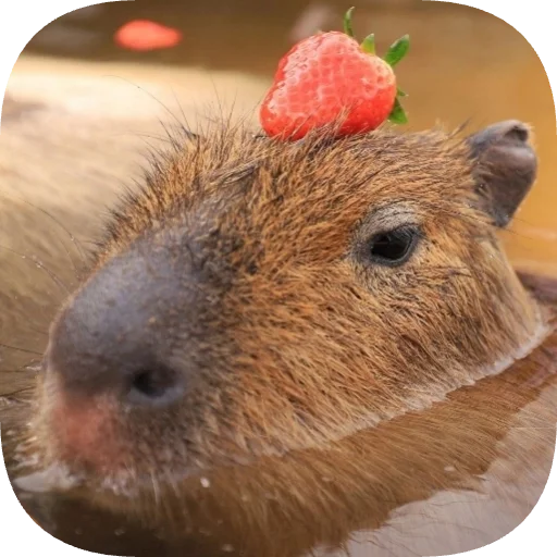 Эмодзи Капибарность