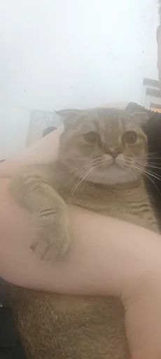 Эмодзи Буся