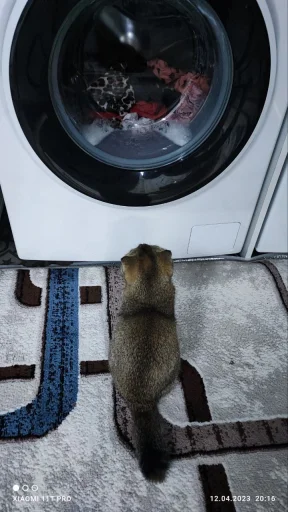 Эмодзи Буся