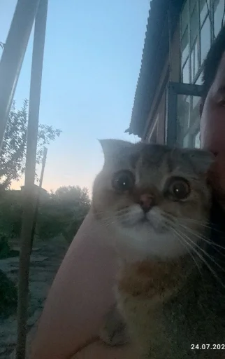 Эмодзи Буся