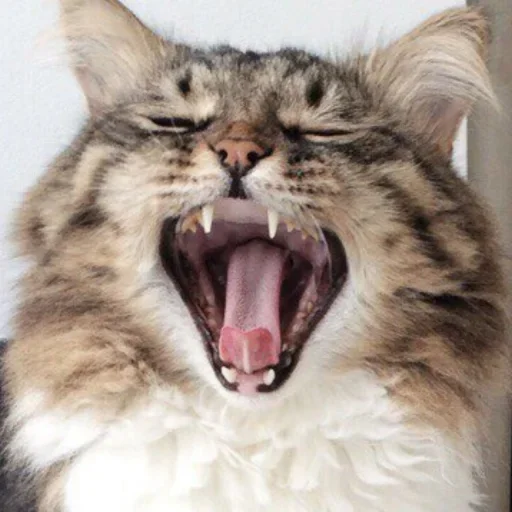 Эмодзи Cat Emoji