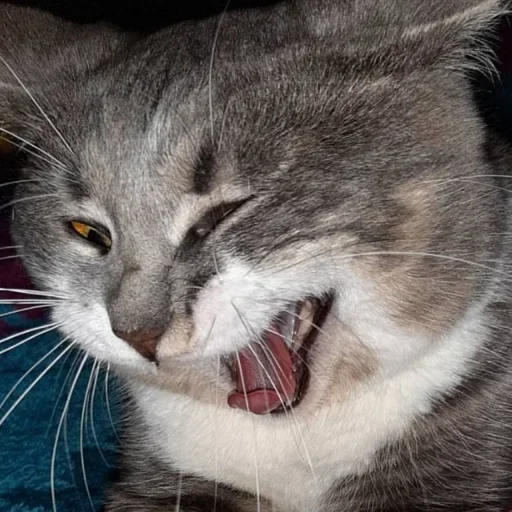 Эмодзи Cat Emoji