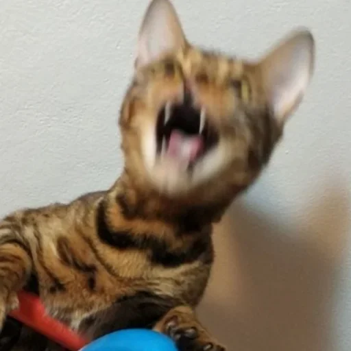 Эмодзи Cat Emoji