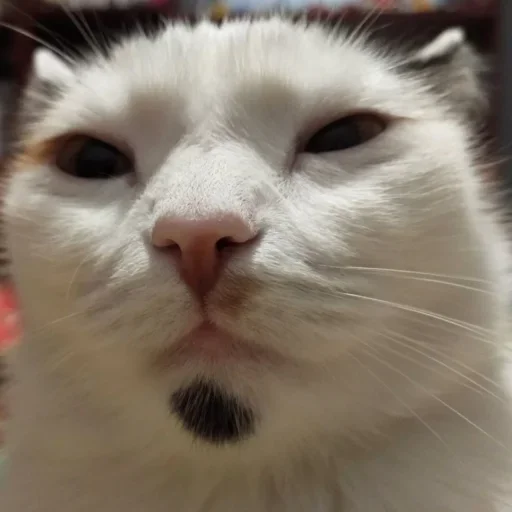 Эмодзи Cat Emoji