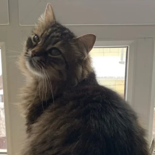 Эмодзи Cat Emoji