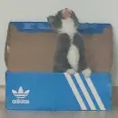 Эмодзи KikoCAT