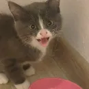 Эмодзи KikoCAT