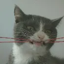 Эмодзи KikoCAT