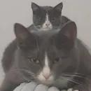 Эмодзи KikoCAT