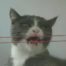 Эмодзи KikoCAT