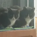 Эмодзи KikoCAT