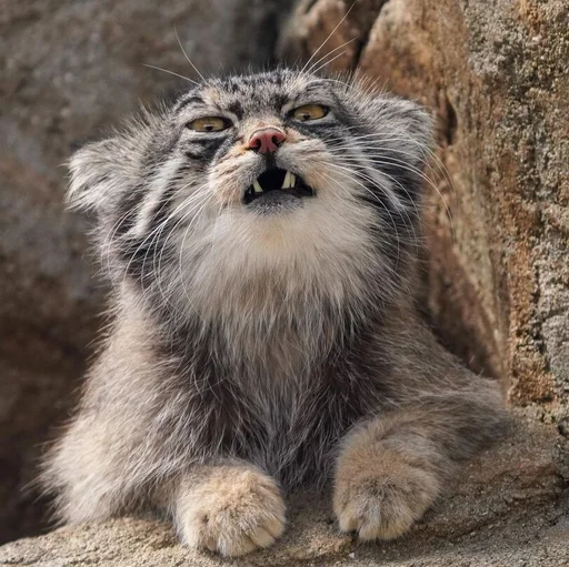 Эмодзи Manul